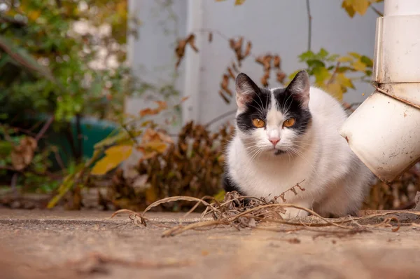 Su borusuna yakın yerde sarı gözlü şirin beyaz bir kedi. — Stok fotoğraf