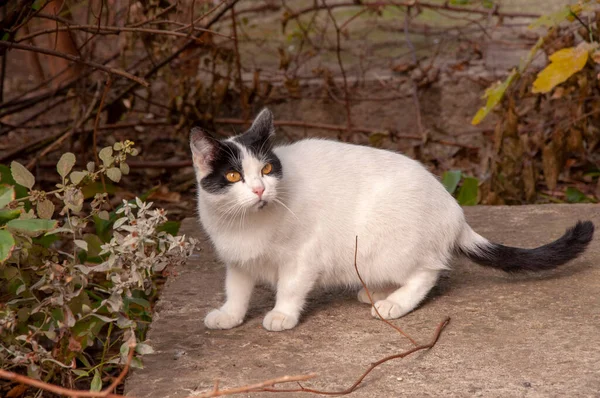 Un simpatico gatto bianco con gli occhi gialli a terra — Foto Stock