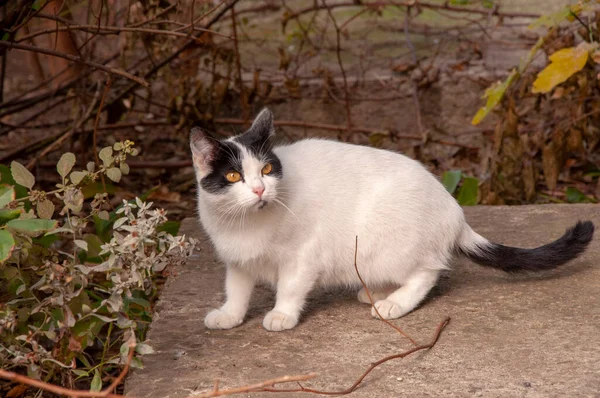 Yerde sarı gözlü şirin beyaz bir kedi. — Stok fotoğraf