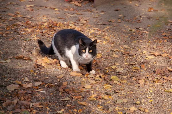 黒と白の猫の砂利の上に座っている。砂利道に立つ家畜 — ストック写真