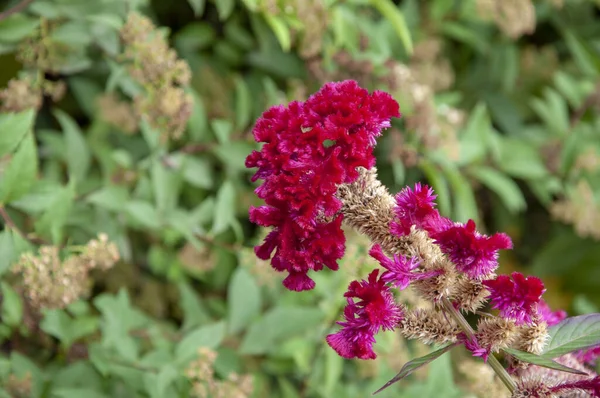 Kızıl Celosia egzotik çiçeği. Renkli çiçek arkaplanı.