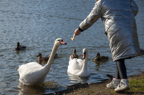 Uma rapariga alimenta cisnes das mãos. Cisnes domesticados perto da costa. Em uma lagoa — Fotografia de Stock
