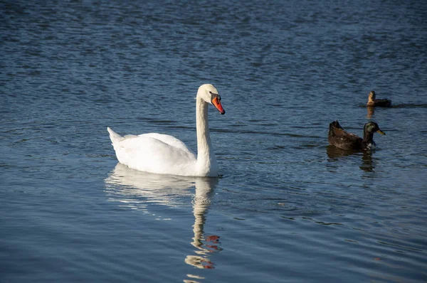 Cisne e patos na água. na lagoa — Fotografia de Stock