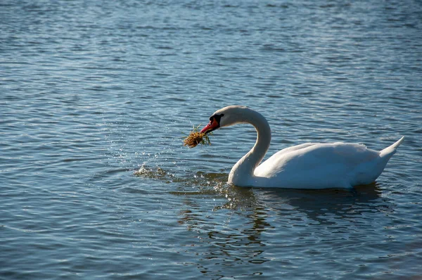 Swan swims in a pond on a sunny day and eats grass — Stock Photo, Image