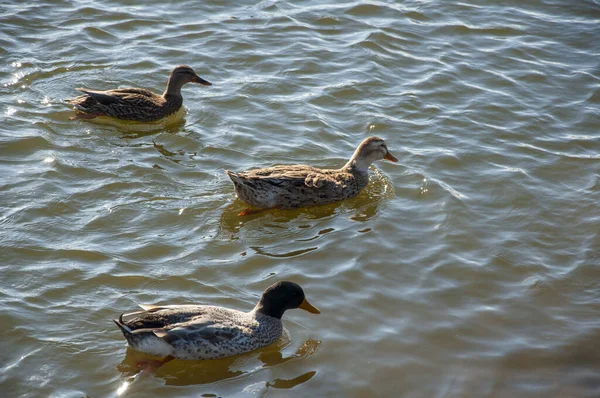 Vista de perto patos em uma lagoa nadando na água — Fotografia de Stock
