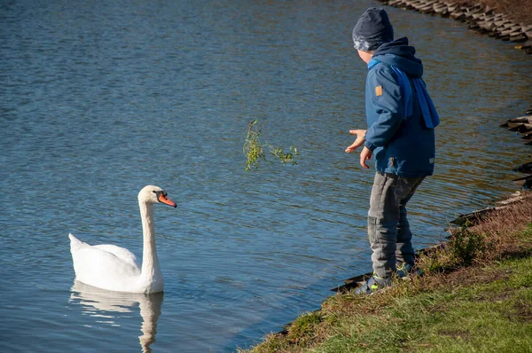 A child throws swan grass from the shore of a pond. — Stock Photo, Image