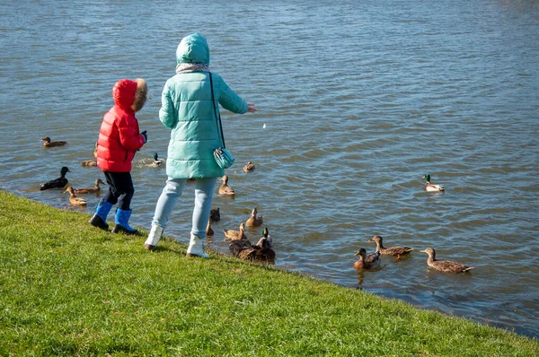 Mãe e filho alimentam os patos em pé na margem do lago em um dia ensolarado de outono. — Fotografia de Stock