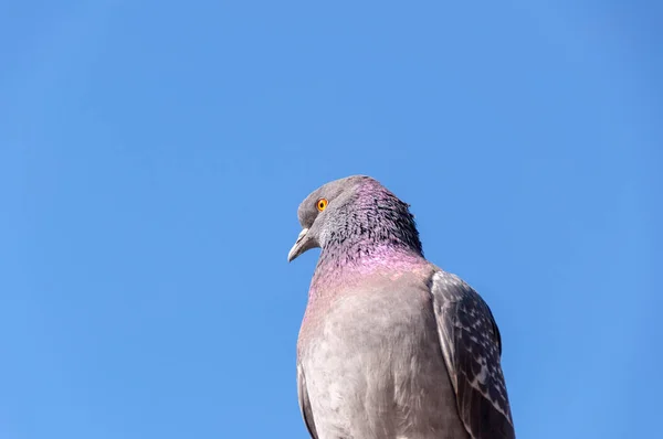 Portrait of a Lonely urban pigeon dove — Stock Photo, Image