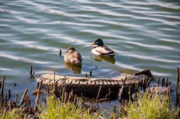 Dois patos na água perto da costa, em que um pneu de carro velho — Fotografia de Stock