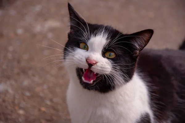 Un gatto con miagolii di pelo bianco e nero — Foto Stock