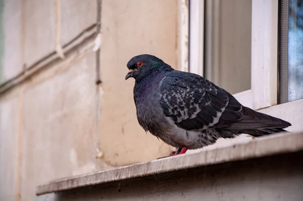 Großaufnahme einer Taube, die auf der Fensterbank des Baufensters sitzt — Stockfoto