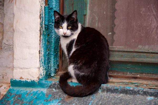 Carino gatto bianco e nero seduto sul davanzale della casa all'aperto. — Foto Stock