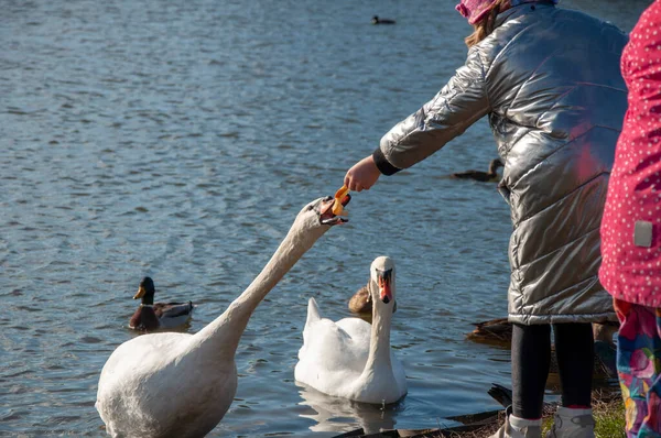 Uma rapariga alimenta cisnes das mãos. Cisnes domesticados perto da costa. — Fotografia de Stock