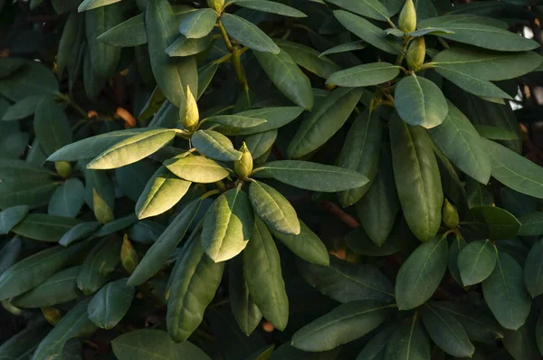Güzel Ficus Elastica ağacı. İncir grubunda büyük bir ağaçtır.