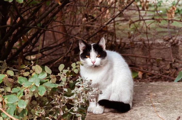Siyah beyaz kedi çalılıklarda beton bir levhada oturuyor. — Stok fotoğraf