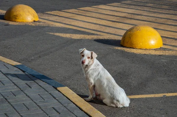 Белая собака сидит на дороге и смотрит прямо в раму. — стоковое фото