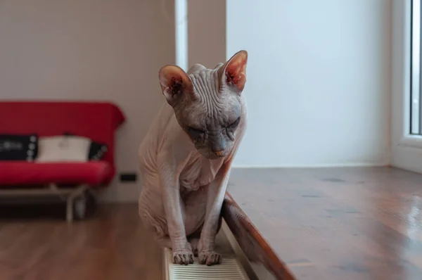 Die Katze sitzt im Winter auf dem Heizkörper — Stockfoto