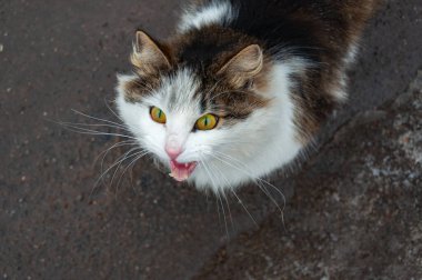 Kameraya bakan sevimli kedi. Kedi Miyavlamanın Yüksek Açı Portresi.