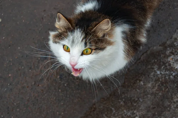 かわいい子猫がカメラを見ている。猫の蛇行の高角度肖像画. — ストック写真