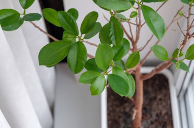 Pürüzsüz yeşil yaprak. Saksıda yetişen süs bitkisi.