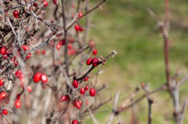 Kırmızı çilek. Bahar meyveleri. Parktaki ince çalılıklarda birçok olgun kırmızı böğürtlen. Bulanık çok renkli arkaplanı biraz bokeh ile kapat
