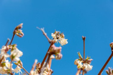 Bal arısı bir çiçekten polen topluyor. Bahar çiçeklerini eşeleyen arı. Sarı polenle kaplanmış bal arısı nektar topluyor. Yabani arıların neslinin tükenmesi sorunu.