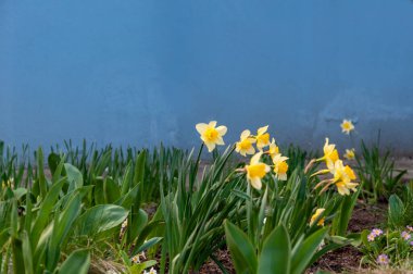 Güzel, narin, tek sarı nergis çiçeği. Bulanık arka plana karşı sarı çiçek açan nergislerin yakın çekimi