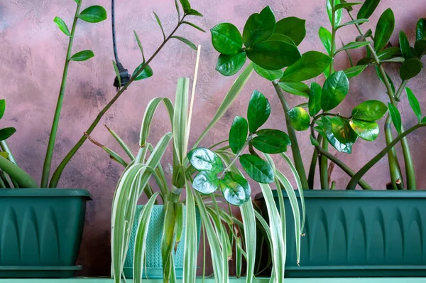 Houseplants for healthy indoor climate and interior design Decorative plaster with a texture in pink tones interior wall