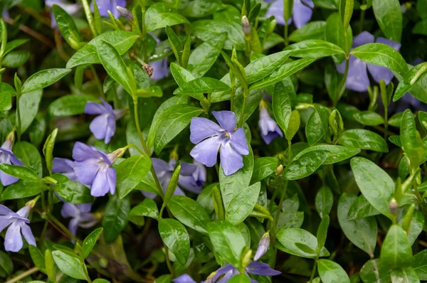 Several Periwinkle. Vinca minor species of flowering plant in the dogbane family — Stock Photo, Image