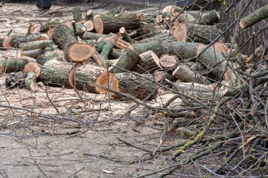 Arka planda eski kesilmiş ağaçlar var. Kütük dolusu Testere Ağacı. Olgun ağaç kesiminde çatlaklar ve yaşını gösteren yüzükler gördüm. Çatlak ve pürüzlü yüzeyi olan doğal organik doku.