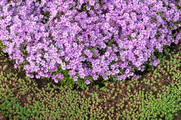 Pequeñas flores de flox rosa de cerca, fondo de pantalla brillante. Pink Moss Phlox. Phlox subulata flores rosadas — Foto de Stock