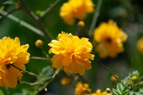 Japon kerria çiçekleri. Çiçek açarken Kerria japonica. Parlak güzel ve güneşli bahar botaniği.