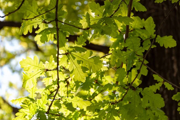 Heldere groene jonge lente eiken bladeren verlicht. Achterlicht van groene eiken bladeren. Eikenbladeren in zonlicht — Stockfoto