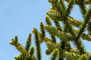 Araucaria araucana, maymun bulmaca ağacı ya da maymun kuyruğu ağacı. Araucaria araucana yapraklarının manzarası, yakın.
