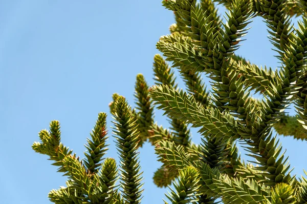 Araucaria araucana, Affenpuzzlebaum oder Affenschwanzbaum. Blick auf die Blätter der Araucaria araucana, Nahaufnahme — Stockfoto