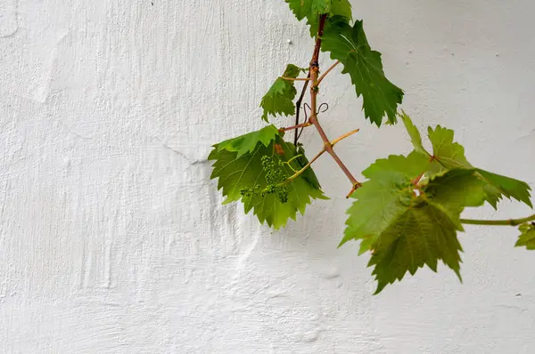 Druivenstok op witte achtergrond. Beton en cement. Achtergrond Hoge Gedetailleerde Fragment Stenen Witte Muur. Vuile gebarsten gips textuur. Grunge textuur achtergrond — Stockfoto