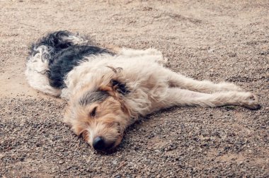 Evsiz köpek yerde yatıyordur. Genç Sokak Köpeği Uyuyor