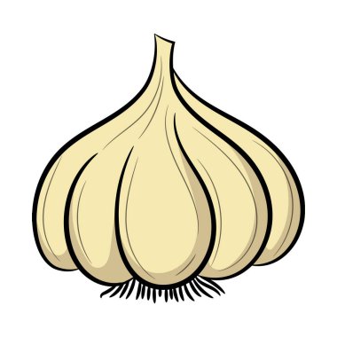Sarımsak, renkli elle çizilmiş vektör çizimi çizimi
