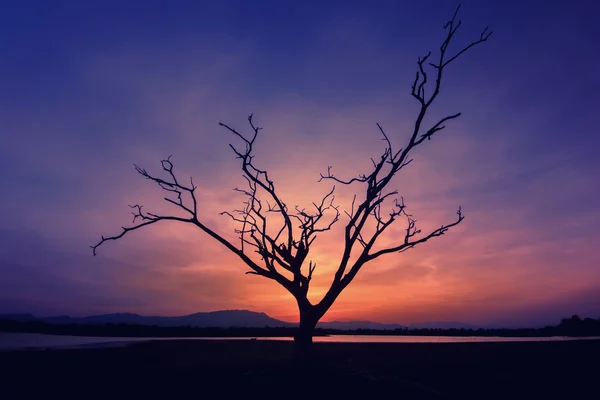 Yalnız ölü ağaç günbatımı, Tayland