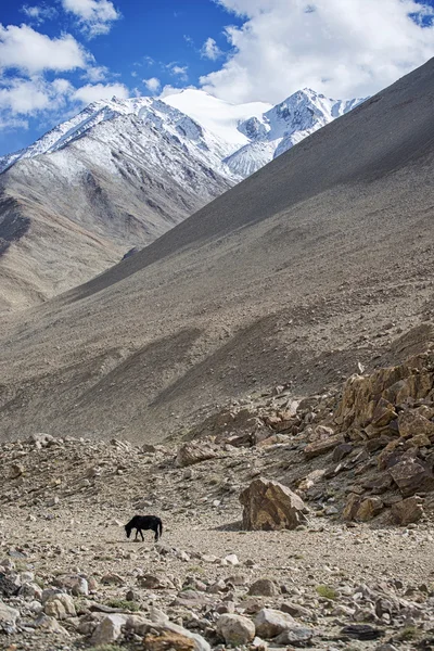 Caballo negro solitario y cordillera de nieve Ladakh, India - Septiembre 2014 — Foto de Stock