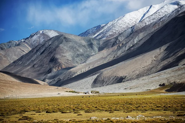Stádo ovcí a sníh pohoří Ladakh, Indie - září 2014 — Stock fotografie