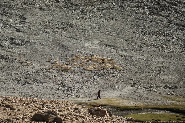 Besättning av får på vägen till Pangong sjön från Leh Ladakh, Indien - September 2014 — Stockfoto