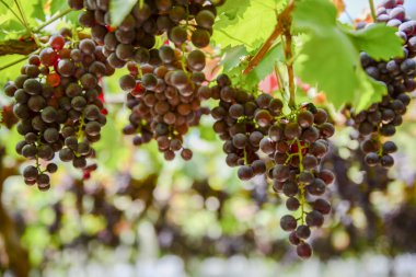 Çiftlik Kuzey Tayland meyvelerden taze üzüm