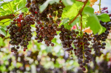 Çiftlik Kuzey Tayland meyvelerden taze üzüm