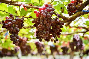 Çiftlik Kuzey Tayland meyvelerden taze üzüm