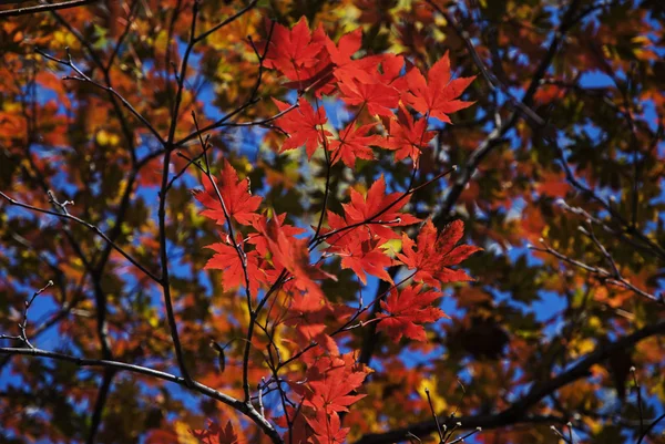 Rode esdoorn bladeren en Lake achtergrond — Stockfoto