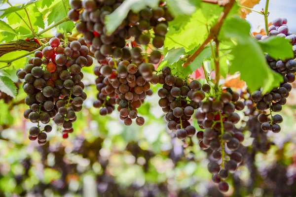 Çiftlik Kuzey Tayland meyvelerden taze üzüm
