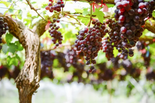 Fruits frais de la ferme nord de la Thaïlande — Photo