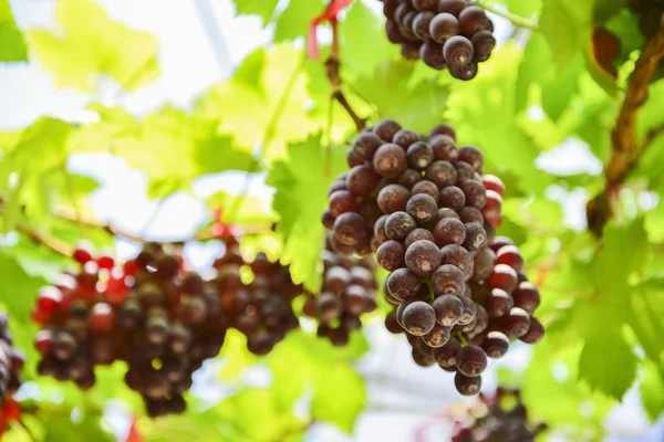 Fruits frais de la ferme nord de la Thaïlande — Photo