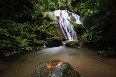 Tayland Kuzey ormanlarında güzel şelale